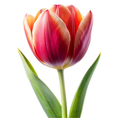Tulip flower png isolated on transparent background