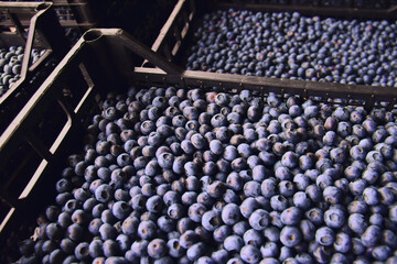 Freshly picked organic blueberries in fruit crates prepared for selling on a market.