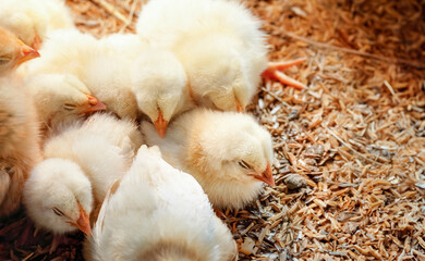 Baby chicken in poultry farm