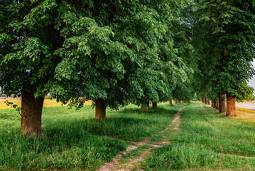 Path with green trees in park. Summer alley.