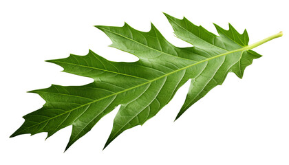 Close-up of a vibrant green leaf with serrated edges, isolated on a white background. Perfect for natural, botanical, or environmental themes.