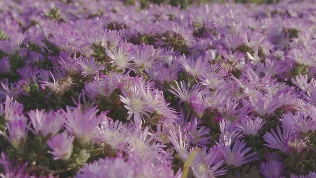 Ice plants pink flowers. Camera moving along flower carpet closeup. Using plants which do not require a lot of water.