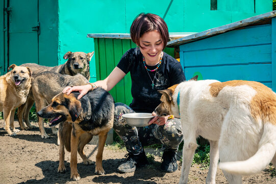 Dog at the shelter. Animal shelter volunteer takes care of dogs.