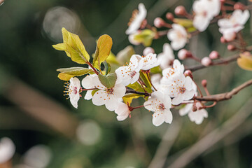 A close-up of cherry blossoms blooming on a branch in a spring orchard, their delicate petals catching the filtered sunlight