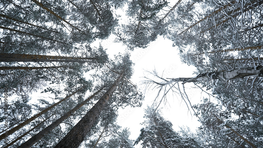 Aufkleber dizzying view of winter trees. media. beautiful view from below of tree crowns in winter forest. bea