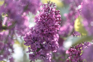 Fototapeta premium Lilac flowers. Branch of lilac branches. Spring lilac flowers close-up. Bright flowers of spring lilac bush