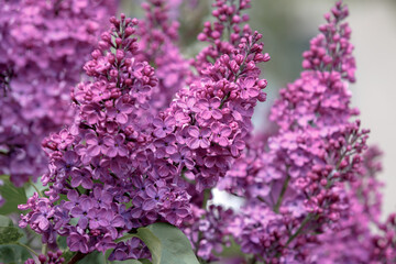 Lilac flowers. Branches of lush blooming lilac. Bright flowers of spring lilac bush. Spring lilac flowers close-up