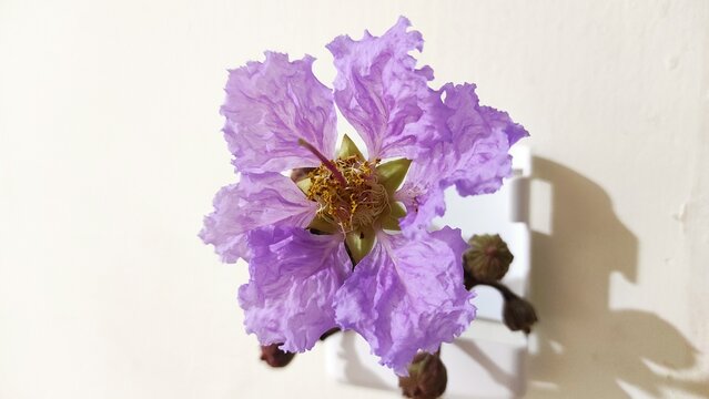 Lagerstroemia speciosa (giant crepe-myrtle, Queen's crepe-myrtle, banab&aacute; plant, or pride of India, or "Queen's Flower" or "Jarul")