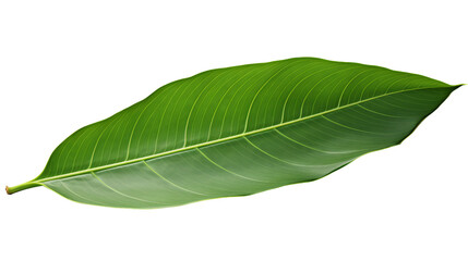 High-resolution image of a single green leaf isolated on a white background. Perfect for botanical, nature, and environmental themes.