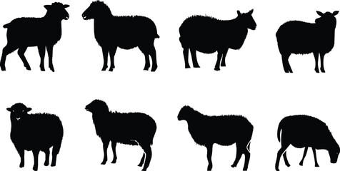 Set of Sheep silhouette vector illustrations.  Collection of black sheep isolated on a white background. sheep silhouette