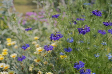 Naklejka premium 浜名湖ガーデンパークの花壇 2024年5月