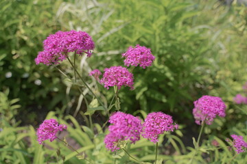 浜名湖ガーデンパークの花壇　2024年5月