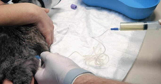 The veterinarian carefully drains the abdominal cavity with a catheter to remove excess fluid in a cat with ascites. Treatment of a cat in a veterinary clinic. A cat with ascites is drained of fluid.
