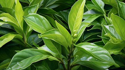 Close-up of the waxy, bright green leaves of a camellia sinensis (tea plant), symbolizing tranquility and the cultural significance of tea.