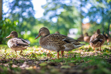 Wildlebende Enten in einem Park