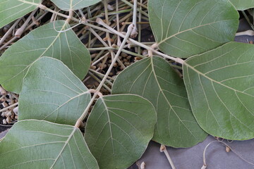 Butea Monosperma Leaves Isolated on wood background