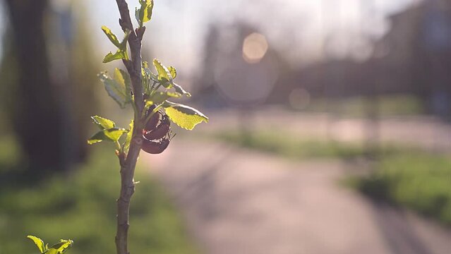 Red beetles mating on branch. Spring time