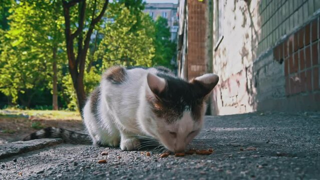 A calico stray cat finds a meager meal on a city sidewalk, emphasizing the need for compassion and care for homeless animals.