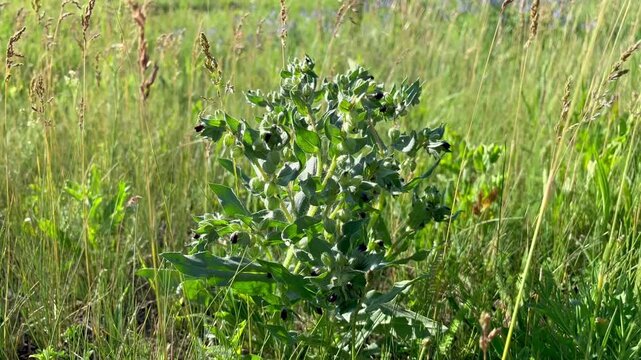 Nonea plant growing on the lawn