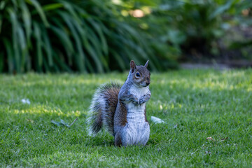 A grey squirrel sat in a Sussex garden in springtime