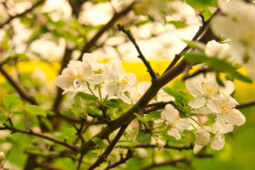 Apple blossoms on the branch of an apple tree. Evening mood with warm light