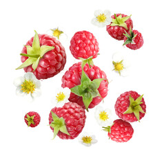 Ripe raspberries and flowers in air on white background