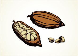 Cocoa Fruits. Vector drawing
