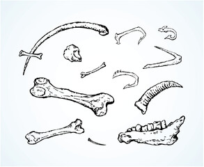 Obraz premium Bones. Vector drawing