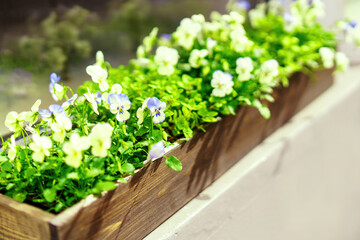 Rectangular wooden pallet adorned with vibrant pansies