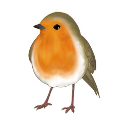 Illustration of European robin isolated on white background 