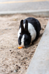広島の大久野島（うさぎの島）のうさぎが1匹