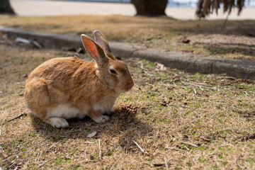 広島の大久野島（うさぎの島）のうさぎが1匹