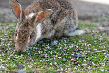 広島の大久野島（うさぎの島）のうさぎが1匹
