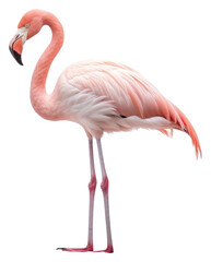 PNG  Flamingo animal bird spoonbill. 