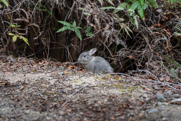 広島の大久野島（うさぎの島）の赤ちゃんうさぎが1匹