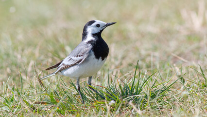 crow on the grass
