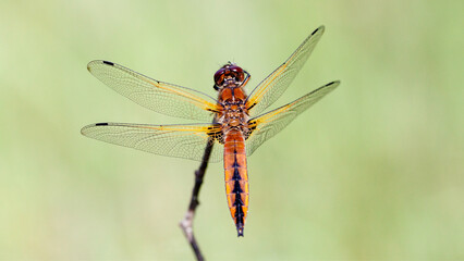 dragonfly resting on a leaf