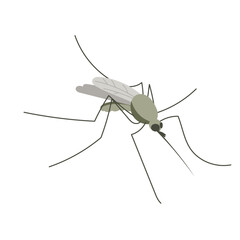 Small mosquito insect. Illustration in flat, simple, cartoon style