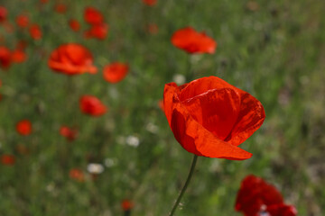 Obraz premium bright red poppies on a green background in sunny weather