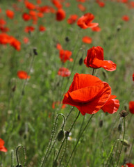 Obraz premium bright red poppies on a green background in sunny weather