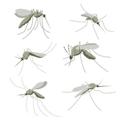 Set of mosquitoes. Small mosquito insect. Illustration in flat, simple, cartoon style