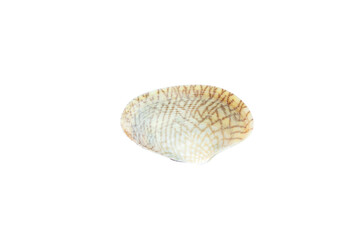 Undulated surf clams (Paphia undulata) isolated on white background, Raw food, Seafood