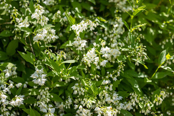Bush blooming with white flowers