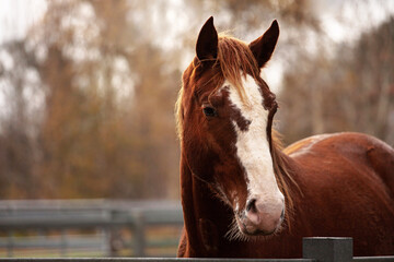 portrait of a red horse