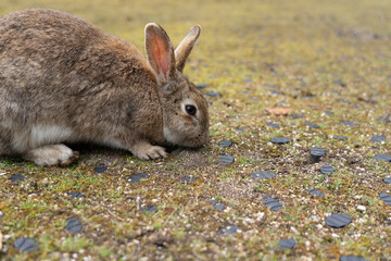 広島の大久野島（うさぎの島）のうさぎが1匹