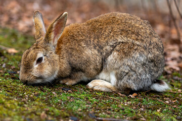 広島の大久野島（うさぎの島）のうさぎが1匹