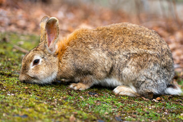広島の大久野島（うさぎの島）のうさぎが1匹