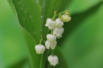 Muguet