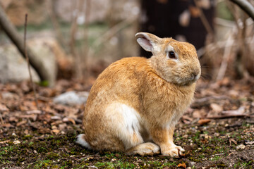 広島の大久野島（うさぎの島）のうさぎが1匹
