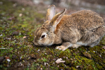 広島の大久野島（うさぎの島）のうさぎが1匹